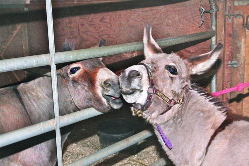 Donkeys