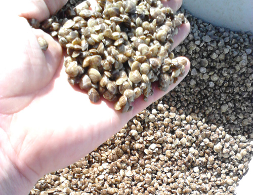 BAYMEN'S ASSOCIATION COURTESY PHOTO | Clam seedlings take about four years to mature into a harvestable size, Nathan Andruski said. 