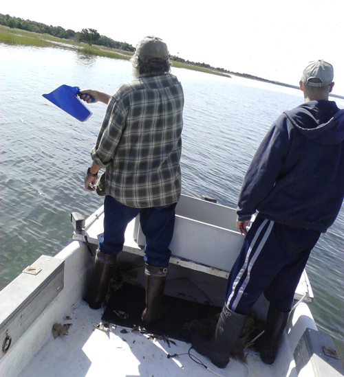 BAYMEN'S ASSOCIATION COURTESY PHOTO | Members of the Southold Town Baymen's Association broadcasting seedlings last Thursday.
