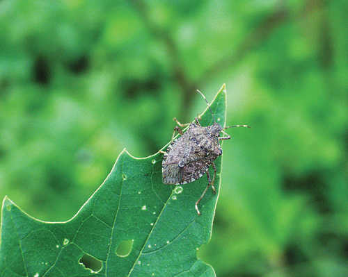 One local expert says stink bugs may become more of an annoyance in years to come. (Dan Gilrein courtesy)