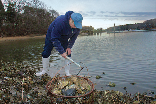 BARBARAELLEN KOCH PHOTO | Southold trustee and bayman Jim King harvests oysters and clams in Mattituck Inlet last year.