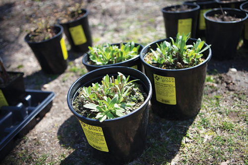 Experts say native plants like these New England asters are preferred for rain gardens. (Credit: Katharine Schroeder)