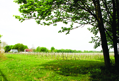 67 steps Vineyard just west of Peconic Landing in Greenport. 67 steps Vineyard just west of Peconic Landing in Greenport.