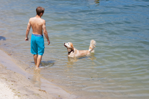 KATHARINE SCHROEDER PHOTO A dog takes a dip at Goose Creek beach in Southold.