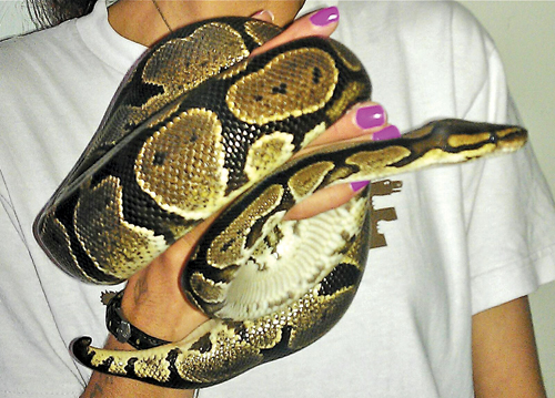 T080212_python_C