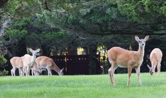 White-tailed deer grazing in Southold Tuesday. Supervisor Scott Russell has called reducing the local deer population the town's number one priority. (Credit: Katharine Schreoder)