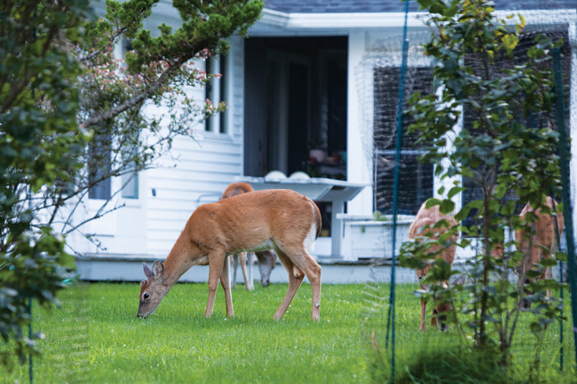 T0821_deer_herd_KS_C