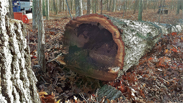 A tree in Peconic cut down due to decay. (Credit: Jonathan Shipman)