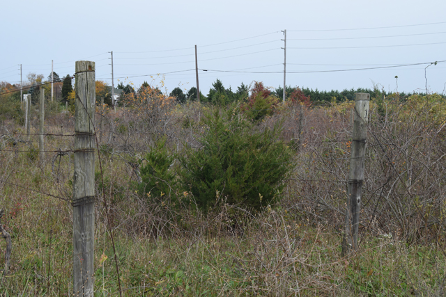 TR1117_RE_vineyard_VC