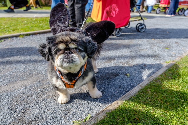 TT the Bat Dog