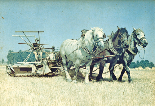 Cutchogue farmer Hallock Tuthill binding wheat in a circa-1940 photograph. (Courtesy photo)