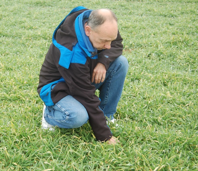 Brian Zimmerman inspects his barley crop on Twomey Avenue in Riverhead. (Credit: Cyndi Murray)