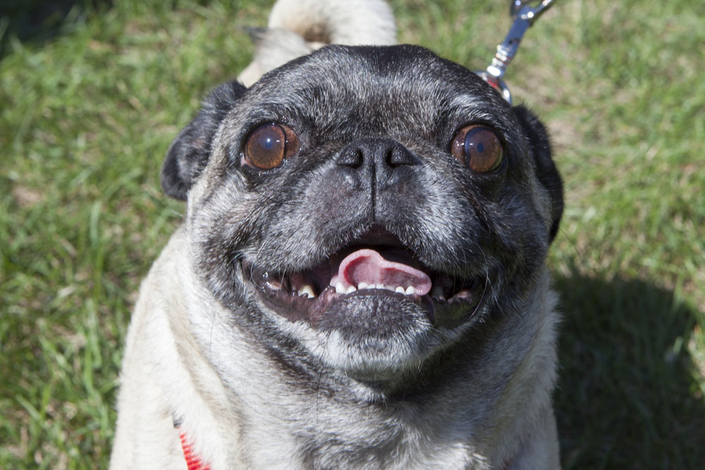 Lola, age 6, of Mattituck.