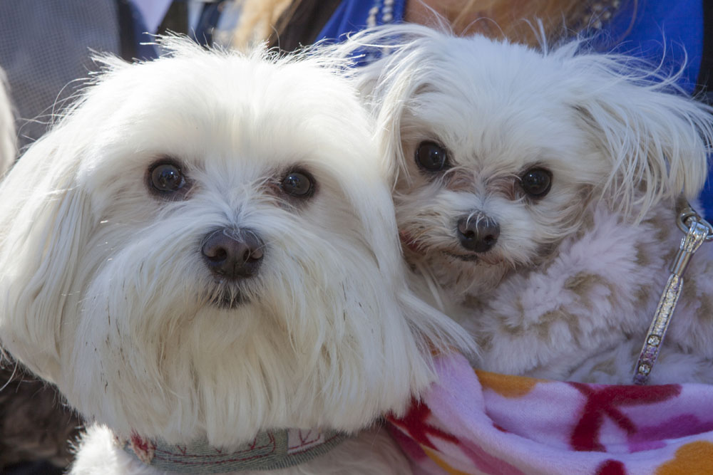 Angel, 7, and Scarlett, 9. of Jamesport.