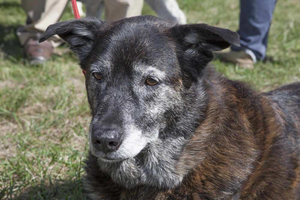 Ten-year-old Dingo of Laurel.