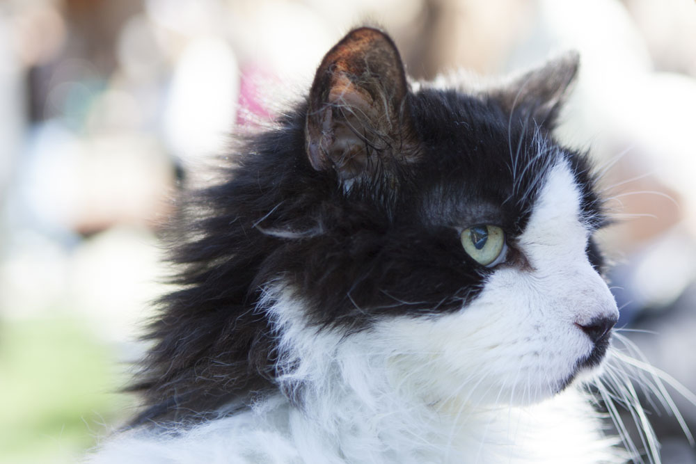 Nineteen-year-old Spot of Cutchogue.