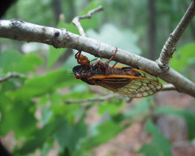 cicada