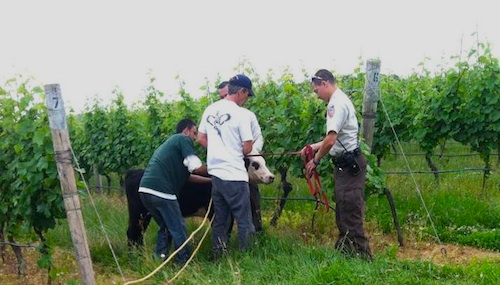 Police and NFAWL staff helped rescue the cow. (Photo credit: Gillian Pultz)