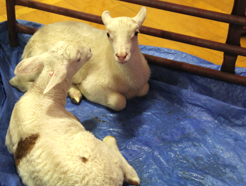 Goats from Hallockville Museum Farm.