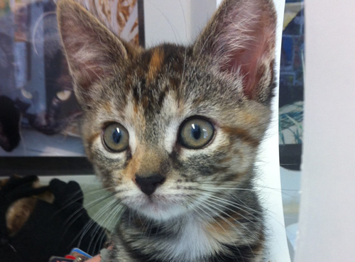 Cats of all ages are looking for loving home at the NFAWL animal shelter in Peconic. (Credit: Carrie Miller) 