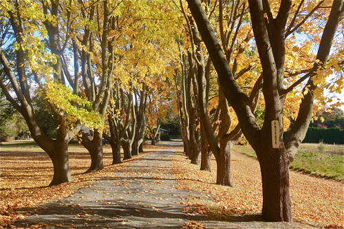BARBARAELLEN KOCH PHOTO | A private road in Cutchogue during foliage season.