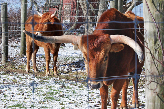 longhorn steer