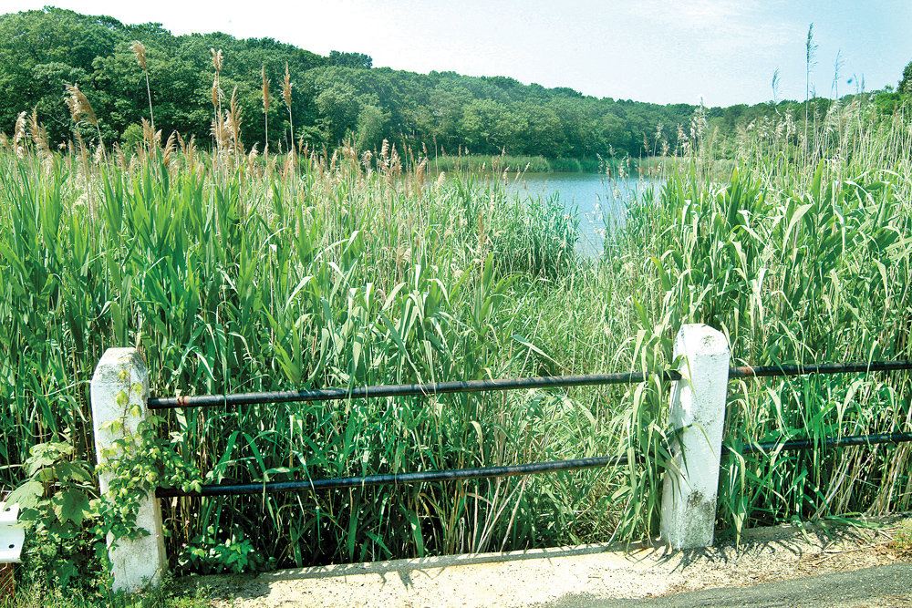 A view of Marion Lake before restoration work started in 2006. (Credit: Judy Ahrens, file)
