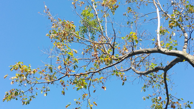oak wilt