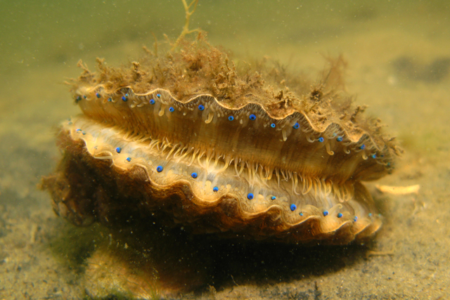 scallop3