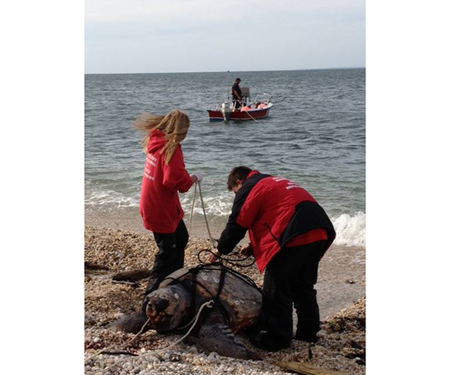 MERRY RETUS COURTESY PHOTO | Riverhead Foundation scientists are researching what caused the death of a Loggerhead sea turtle that washed up in Orient Point on Tuesday.