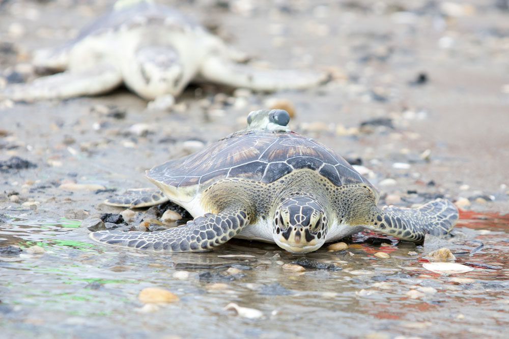 sea turtles